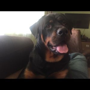 Meet your Posher, Amelia